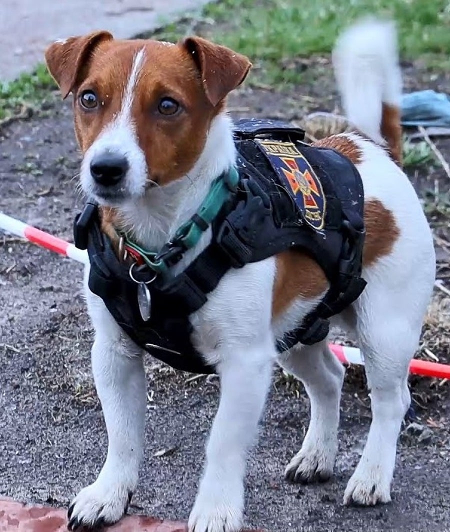 Який вигляд має холостий пес Патрон